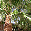 palmera